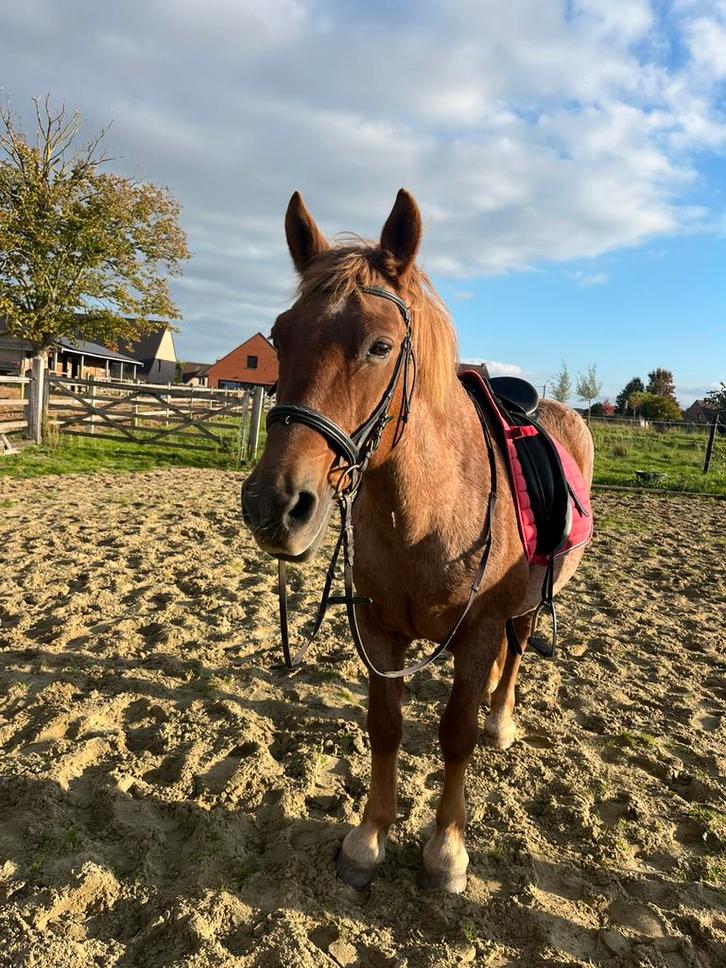 Brave, rustige ruin, Dieren en Toebehoren, Paarden, Ruin, Niet van toepassing, Minder dan 160 cm, 11 jaar of ouder, Recreatiepaard
