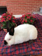 Konijn californier konijnen