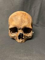 Doodshoofd , schedel , Skull, Collections, Collections Autre, Comme neuf, Enlèvement ou Envoi