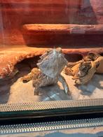 baardagaam mannetje & vrouwtje