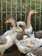 Ganzen te koop, Dieren en Toebehoren, Pluimvee, Gans of Zwaan