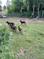 Moutons soay ce trouvent a mettet, Animaux & Accessoires, Moutons, Chèvres & Cochons, Mâle, Mouton, 0 à 2 ans
