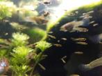 Endler Guppy kleintjes, Vis, Zoetwatervis