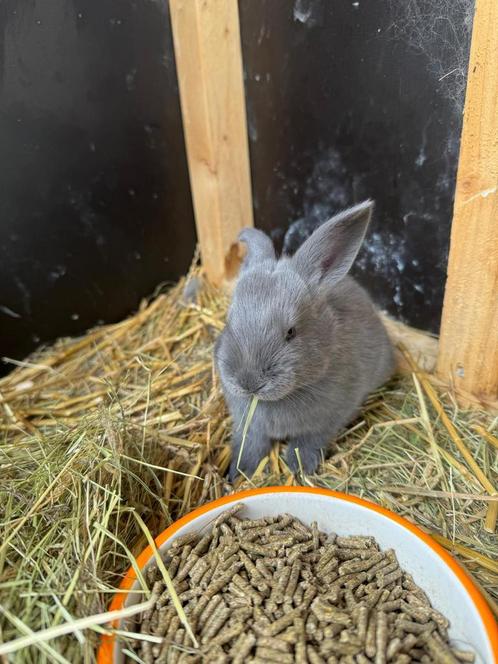Blauw van Ham, Dieren en Toebehoren, Konijnen, Groot, Meerdere dieren, 0 tot 2 jaar