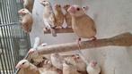 Rijstvogels 2025, Dieren en Toebehoren, Vogels | Overige Vogels