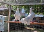 Jonge pauwstaarten 2025, Dieren en Toebehoren, Vogels | Duiven