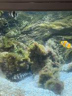 aquarium, Enlèvement, Utilisé, Aquarium d'eau de mer rempli