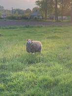 1 ooilam, Vrouwelijk, Schaap, 0 tot 2 jaar