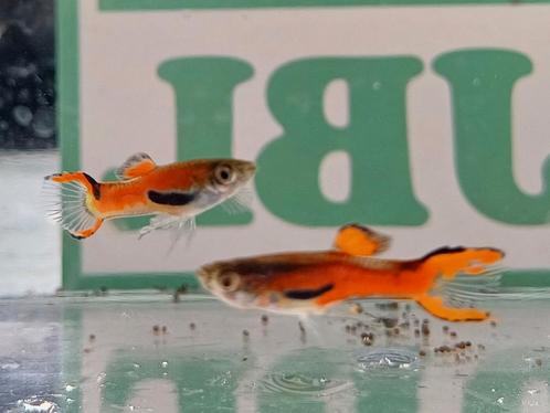 Hobbyaquarium Poec Wingei Red Scarlet m/v en vele andere, Dieren en Toebehoren, Vissen | Aquariumvissen, Zoetwatervis, Vis, Schoolvis