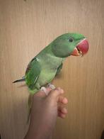 Handtam Alexanderparkiet, Animaux & Accessoires, Oiseaux | Perruches & Perroquets, Mâle, Perruche, Bagué