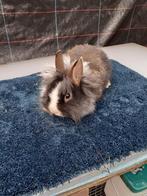 Dwerg konijnen vrouwtjes 10weken oud 10€, Nain