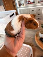 Gratis cavia’s, Dieren en Toebehoren, Januari, Meerdere dieren, Cavia