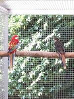 Rosella’s, Dieren en Toebehoren, Meerdere dieren, Parkiet, Geringd