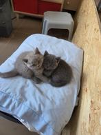 Britse korthaar kittens mogen het nest verlaten, Dieren en Toebehoren, Meerdere dieren