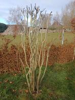 Meerstammige Amelanchier, Enlèvement