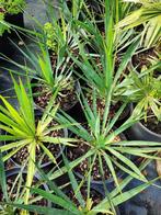 Yucca gloriosa, Tuin en Terras, Planten | Bomen, In pot, Minder dan 100 cm, Halfschaduw, Zomer