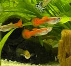 Guppy’s oranje, Dieren en Toebehoren, Vissen | Aquariumvissen, Vis, Zoetwatervis