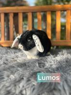 TER ADOPTIE gecastreerde ram, Dieren en Toebehoren, Mannelijk, Klein, 0 tot 2 jaar