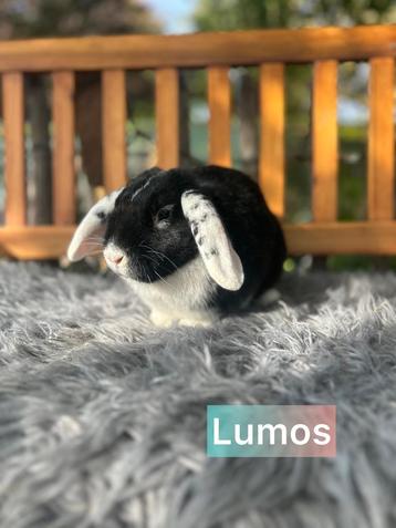 TER ADOPTIE gecastreerde ram beschikbaar voor biedingen