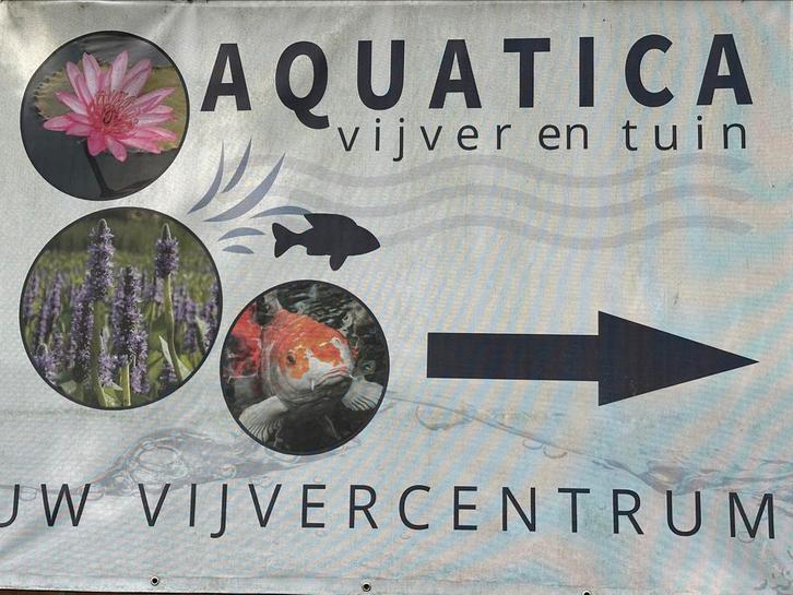 Verse bundels zuurstofplanten!  Vrijdagmiddag verse aanvoer, Tuin en Terras, Vijver-toebehoren, Zo goed als nieuw, Ophalen