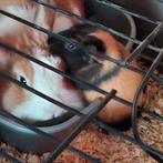 Cavia dame   2de foto is een man, Novembre, Femelle