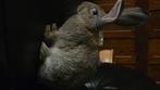 Lapins, Dieren en Toebehoren, Knaagdieren en Konijnen | Hokken en Kooien, Nieuw, Ren, Konijn, Ophalen