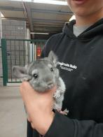Jonge chinchilla's, Dieren en Toebehoren, Maart, Chinchilla, Meerdere dieren, Tam