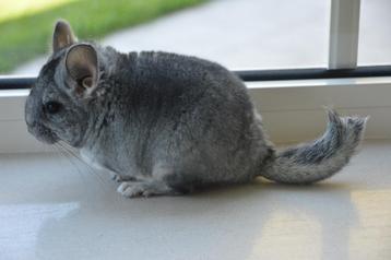 chinchilla standaard bokje beschikbaar voor biedingen