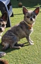 Chihuahua teefje, Dieren en Toebehoren, België, Fokker | Hobbymatig, CDV (hondenziekte), 1 tot 2 jaar