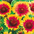 Gaillardia en Hemerocallis, Ophalen of Verzenden, Vaste plant