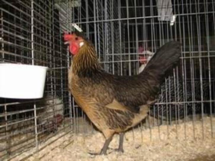 brabants  hoen, Dieren en Toebehoren, Pluimvee, Kip, Meerdere dieren