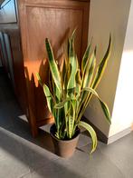 Sanseveria, Huis en Inrichting, Kamerplanten, Bloeiende kamerplant, Ophalen, Halfschaduw, 100 tot 150 cm