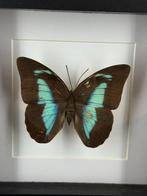 Morpho vlinder in lijst - Wildernis Atelier, Verzamelen