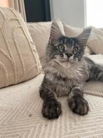 XXL Maine Coon kittens beschikbaar, Meerdere dieren, Gechipt, 0 tot 2 jaar