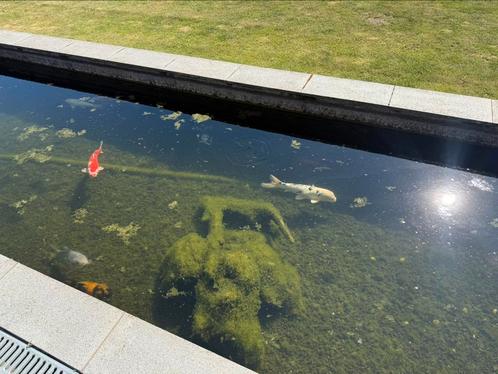 TOTAALverkoop vijver (Koivissen,goudvissen,steur), Dieren en Toebehoren, Vissen | Vijvervissen, Karper of Koi