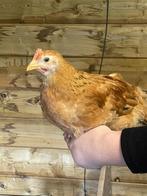 Jonge tamme haantjes, Dieren en Toebehoren, Pluimvee, Kip