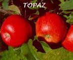 Laagstam APPELAARS: o.a. "TOPAZ",   IN POT , 15€/Stuk, Jardin & Terrasse, Plantes | Arbres fruitiers, Pommier, En pot, Printemps
