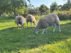 Lammeren te koop, Maart, Meerdere dieren