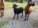 Kameroen schaap ooi zwart, Dieren en Toebehoren, Schapen, Geiten en Varkens, Vrouwelijk, Schaap, 0 tot 2 jaar
