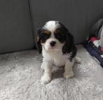 Prachtige cavalier king charles pups van geteste ouders, Dieren en Toebehoren, België, Fokker | Hobbymatig, CDV (hondenziekte)