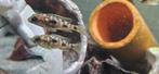Otopharynx lithobathis black orange malawi cichliden hobbykw, Dieren en Toebehoren, Vis, Zoetwatervis
