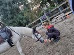 Lieve sportpony zoekt nieuwe thuis, C pony (1.27m tot 1.37m), Springpony, 11 jaar of ouder, Ruin