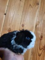 Prachtig nederlands dwerg hangoortje voedster metblauwe ogen, Dieren en Toebehoren, Konijnen