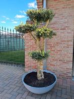 Olijfboom Plato Tarrina in designpot, Enlèvement, Olivier