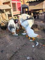 Brahma hanen Colombia wit