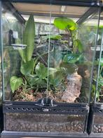 Exo terra 30x30x45cm ingericht, Ophalen, Gebruikt