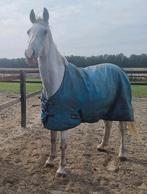Lieve bomproof bwp ruin, Dieren en Toebehoren, Paarden, Springpaard, B, Gechipt, Ruin
