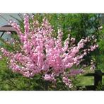 amandelboompje gratis, Ophalen, Lente, Overige soorten