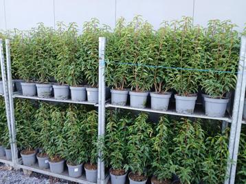 Haagplanten Portugese laurier beschikbaar voor biedingen