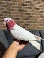 lutino rose pop, Dieren en Toebehoren